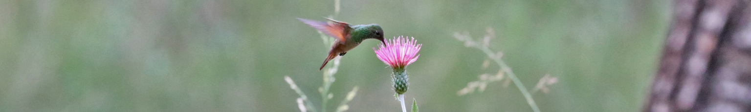Latest SE AZ Bird News – Arizona Birding Tour Guide, Richard Fray